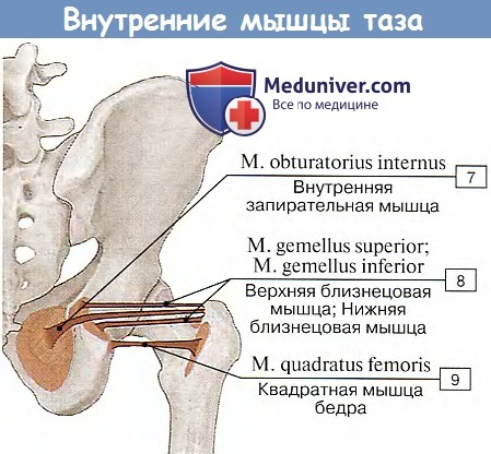 Анатомия: Внутренние мышцы таза