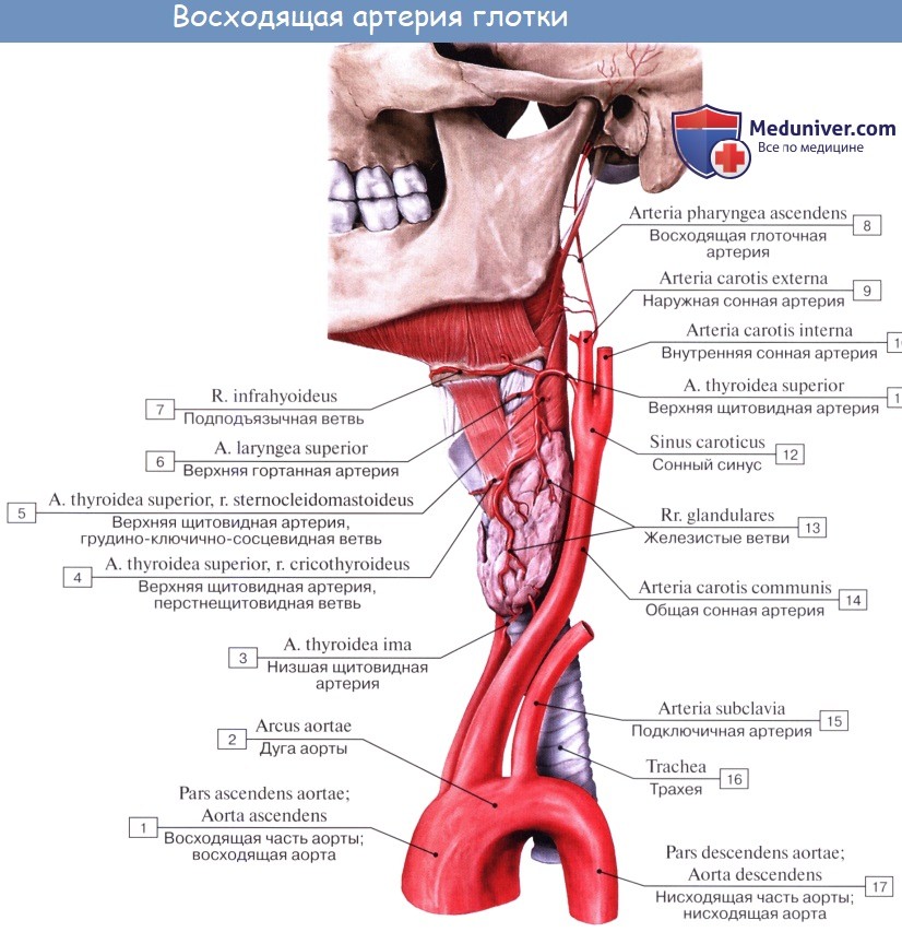 Анатомия: Развитие щитовидной железы. Сосуды (кровоснабжение) щитовидной железы. Нервы (иннервация) щитовидной железы