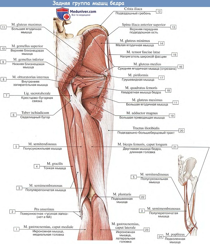 Анатомия: Задняя группа мышц бедра