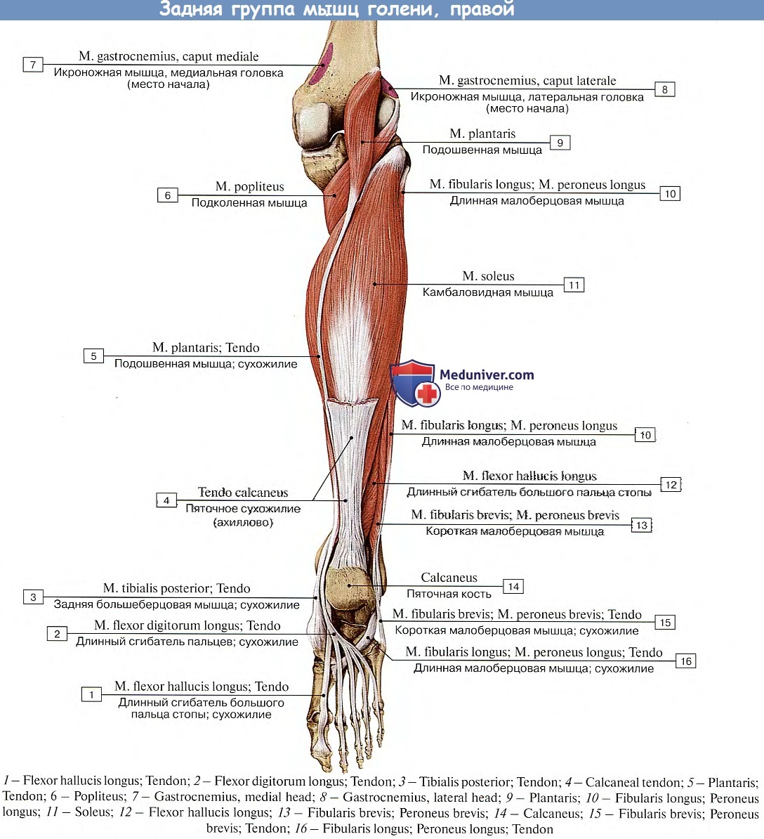 Сгибатель латынь. Глубокий слой задней группы мышц голени. Медиальная головка икроножной мышцы латынь. Задняя большеберцовая мышца голени анатомия. Медиальная головка икроножной мышцы анатомия.