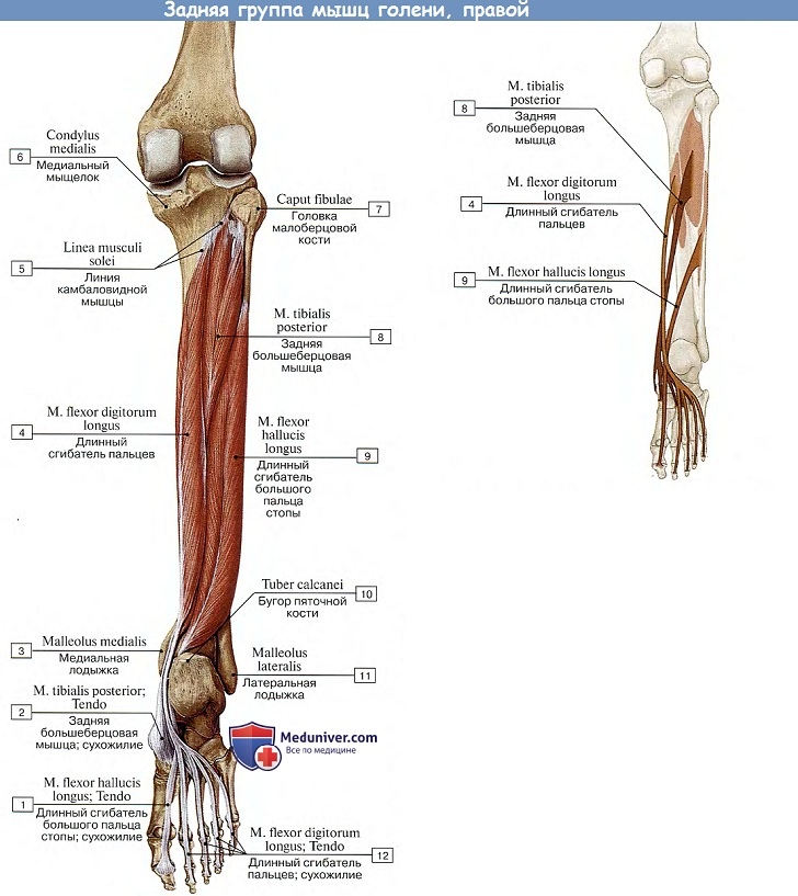 Анатомия: Задняя группа мышц голени