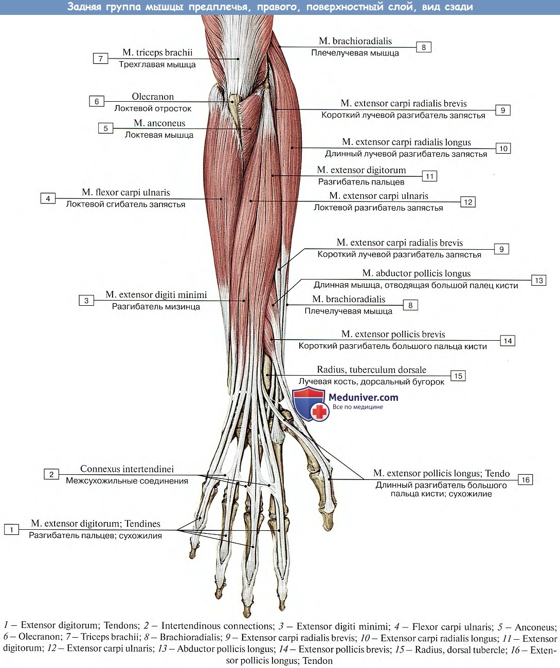 Сгибатель латынь. Мышцы предплечья анатомия задняя группа. Мышцы предплечья задняя группа 2 слоя. Мышцы предплечья разгибатели анатомия. Мышцы предплечья анатомия задняя группа поверхностный слой.