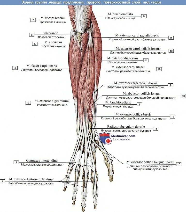 Анатомия: Мышцы предплечья, задняя группа