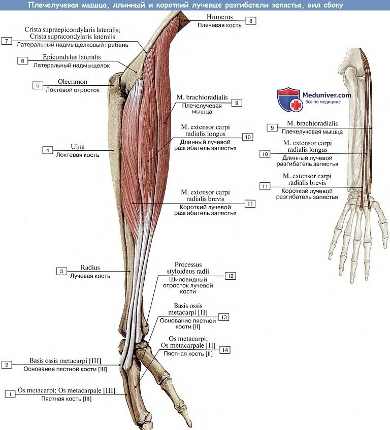 Анатомия: Мышцы предплечья, задняя группа