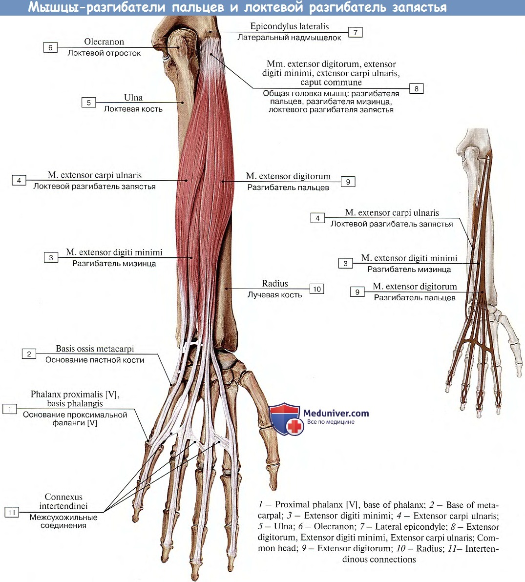 Сгибатель латынь. Мышцы предплечья разгибатели пальцев анатомия. Мышцы предплечья анатомия задняя группа. Локтевой сгибатель кисти мышца. Разгибатели пальцев кисти анатомия.
