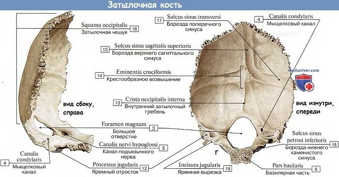 Анатомия: Лобная кость, вид сбоку и спереди