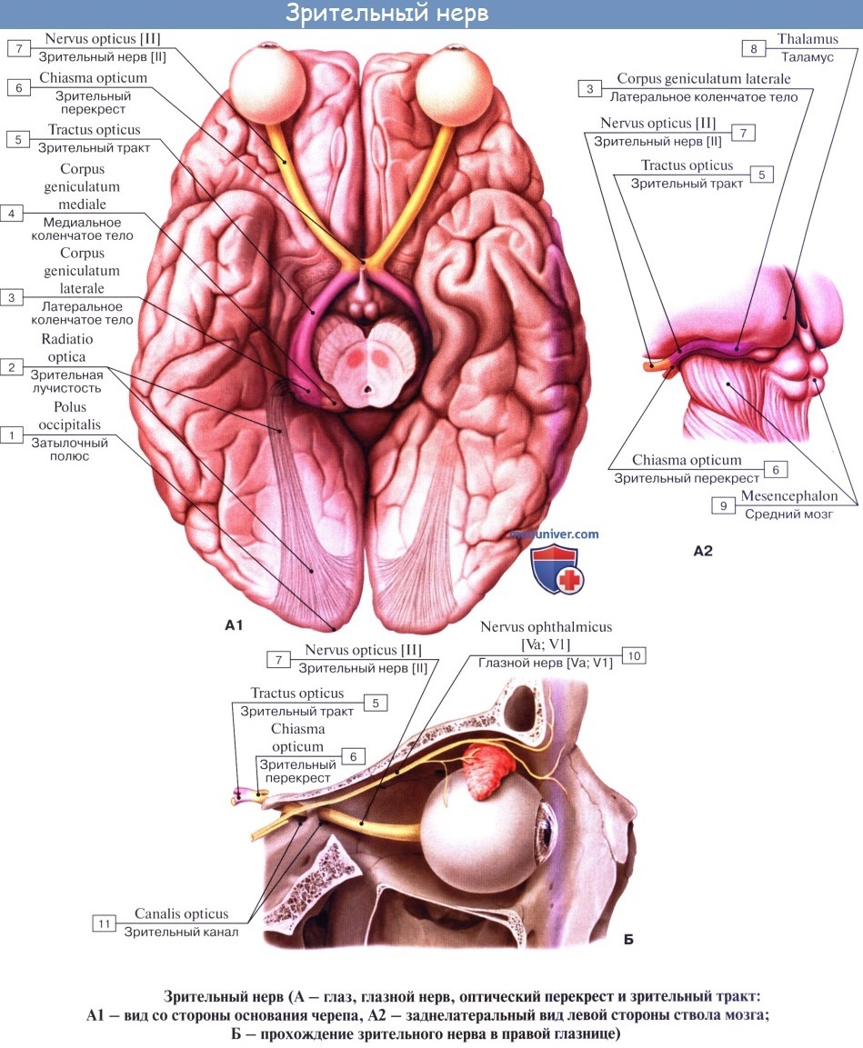 Анатомия: Зрительный нерв (II пара, 2 пара, вторая пара черепных нервов), n. opticus