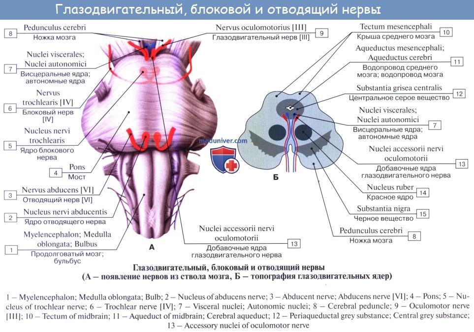Средний мозг черепно мозговые нервы. Двигательное ядро глазодвигательного нерва. Блоковый нерв анатомия схема. Ядро глазодвигательного нерва среднего мозга. Блоковый нерв анатомия ядра.