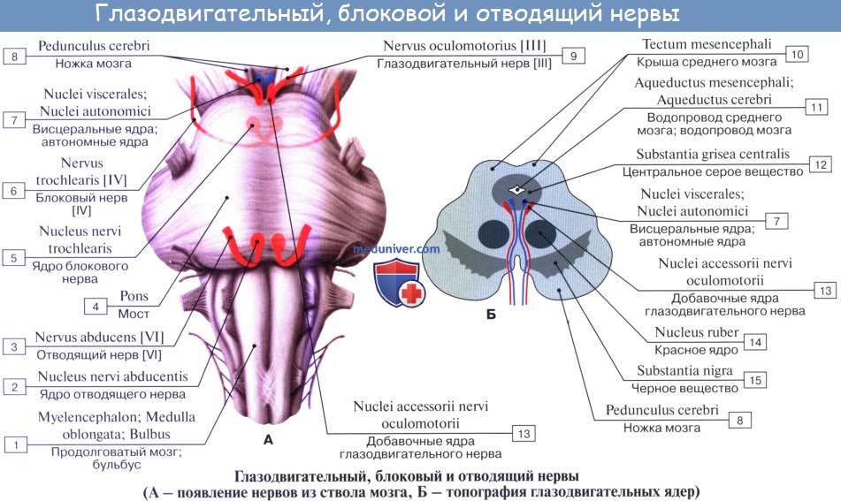 Анатомия: Отводящий нерв (VI пара, 6 пара, шестая пара черепных нервов), n. abducens