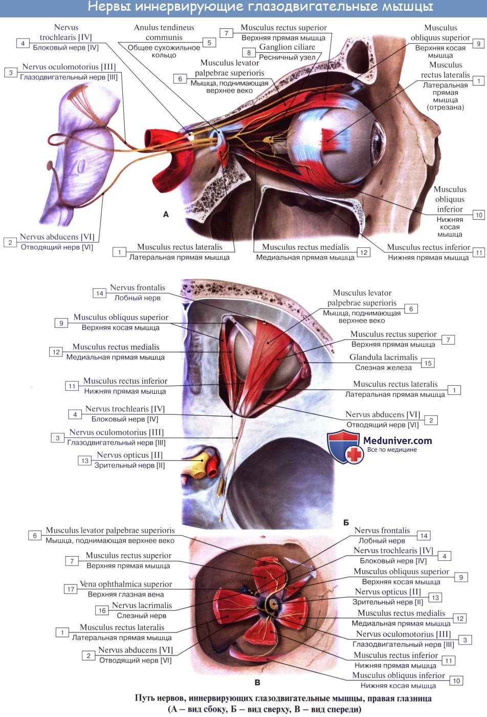 Анатомия: Иннервация глаза. Иннервация глазного яблока