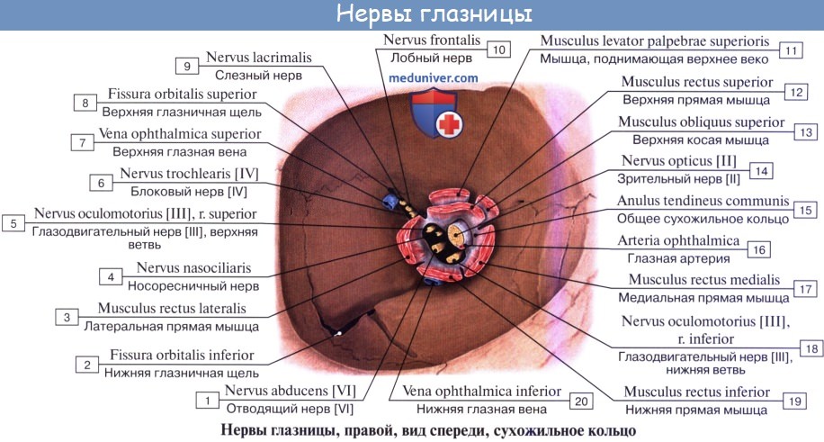 Анатомия: Глазодвигательный нерв (III пара, 3 пара, третья пара черепных нервов), n. oculomotorius