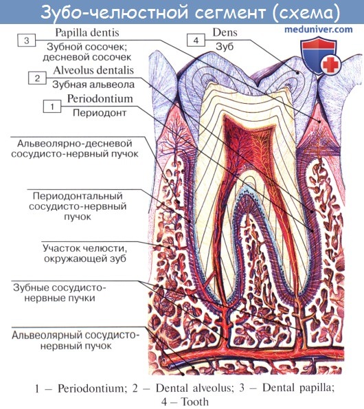 Сосуды десны. Строение зуба медунивн. Строение зуба медунивер. Строение зуба анатомия медунивер. Строение зуба анатомия латынь.