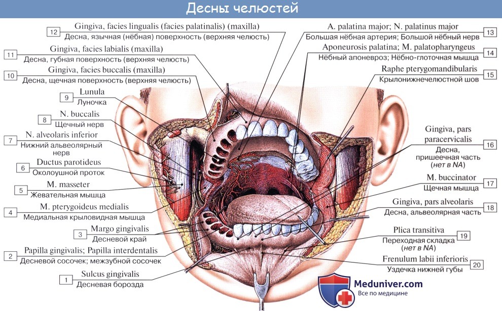 Анатомия: Зубы. Развитие зубов. Строение зуба. Сроки прорезывания молочных зубов