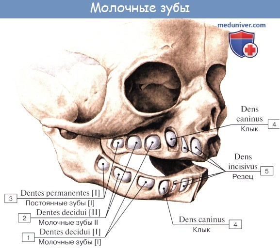 Анатомия: Зубы. Развитие зубов. Строение зуба. Сроки прорезывания молочных зубов
