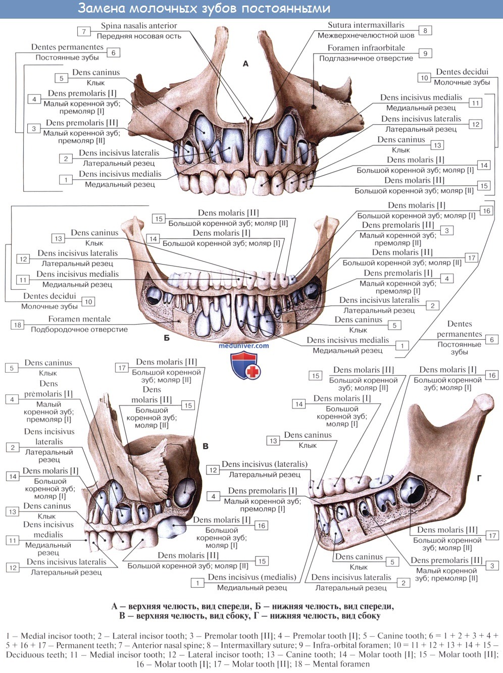 Клыковой ямки. Строение нижней челюсти человека анатомия костей. Нижняя челюсть вид сбоку анатомия. Нижняя челюсть кость анатомия. Строение верхней и нижней челюсти человека.