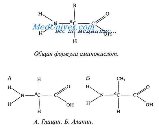 Строение аминокислот. Классификация аминокислот.