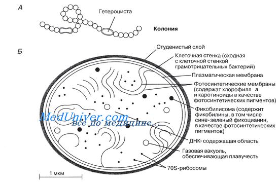 Хемоавтотрофные бактерии
