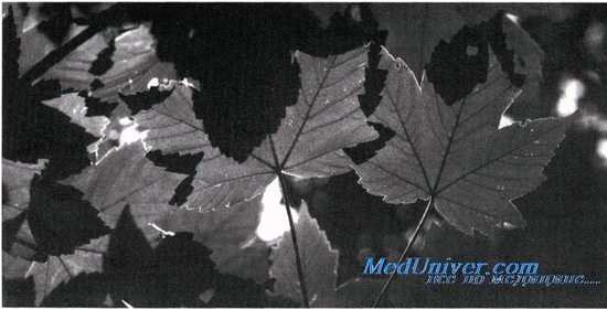 Значение фотосинтеза. Строение листа