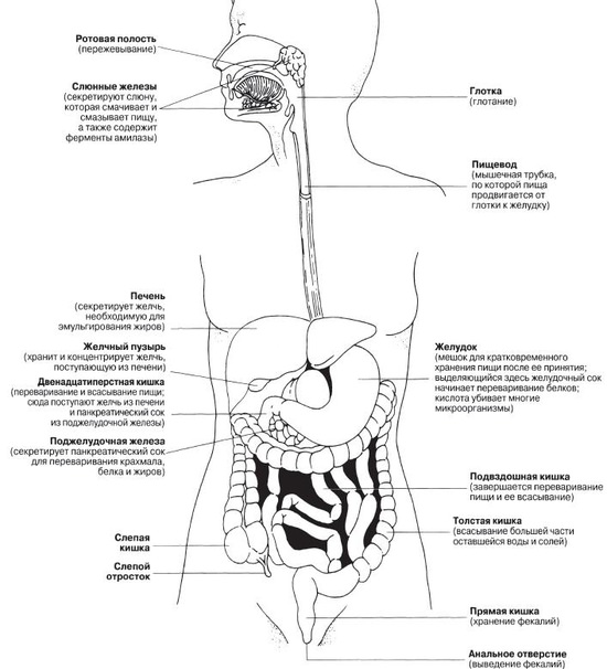 Пищеварительный канал человека. Обобщенное строение пищеварительного тракта человека