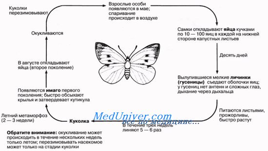 Специализация частей тела членистоногих. Жизненные циклы насекомых