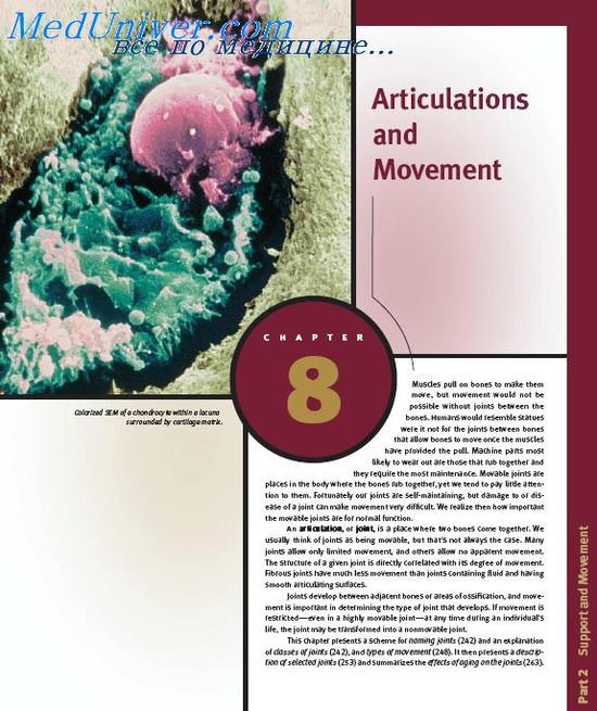 книга Anatomy and Physiology Articulations and Movement
