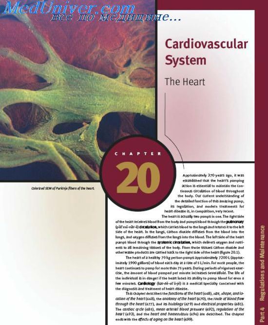 книга Anatomy and Physiology Cardiovascular System The Heart
