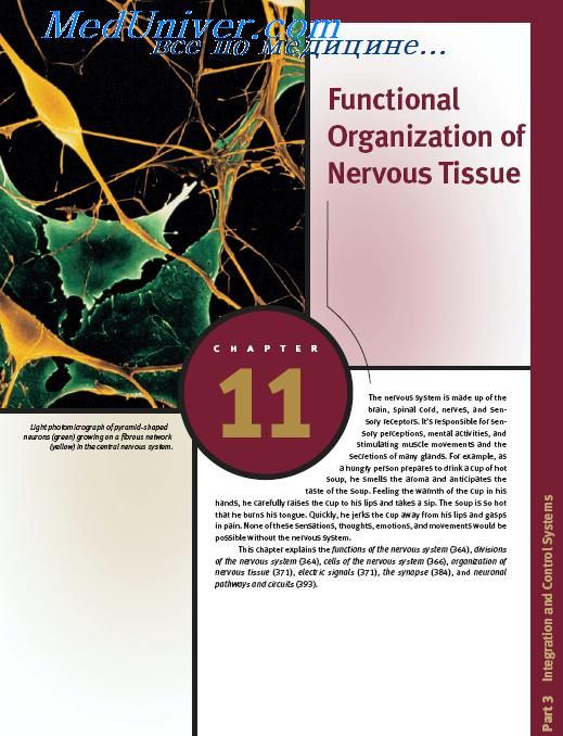 книга Anatomy and Physiology Functional Organization of Nervous Tissue