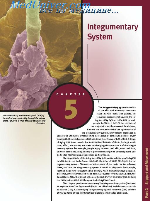  Anatomy and Physiology Integumentary System