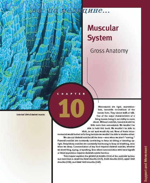  Anatomy and Physiology Muscular System Gross Anatomy