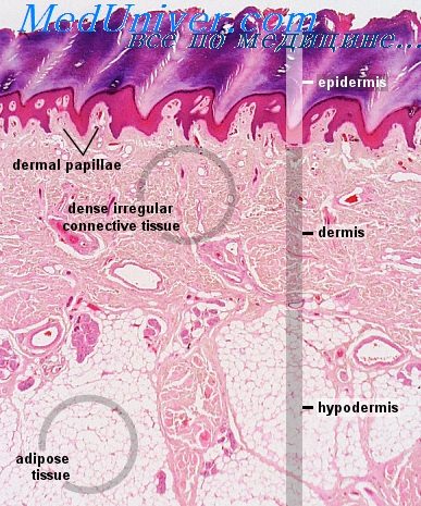Анатомо-гистологическое строение кожи