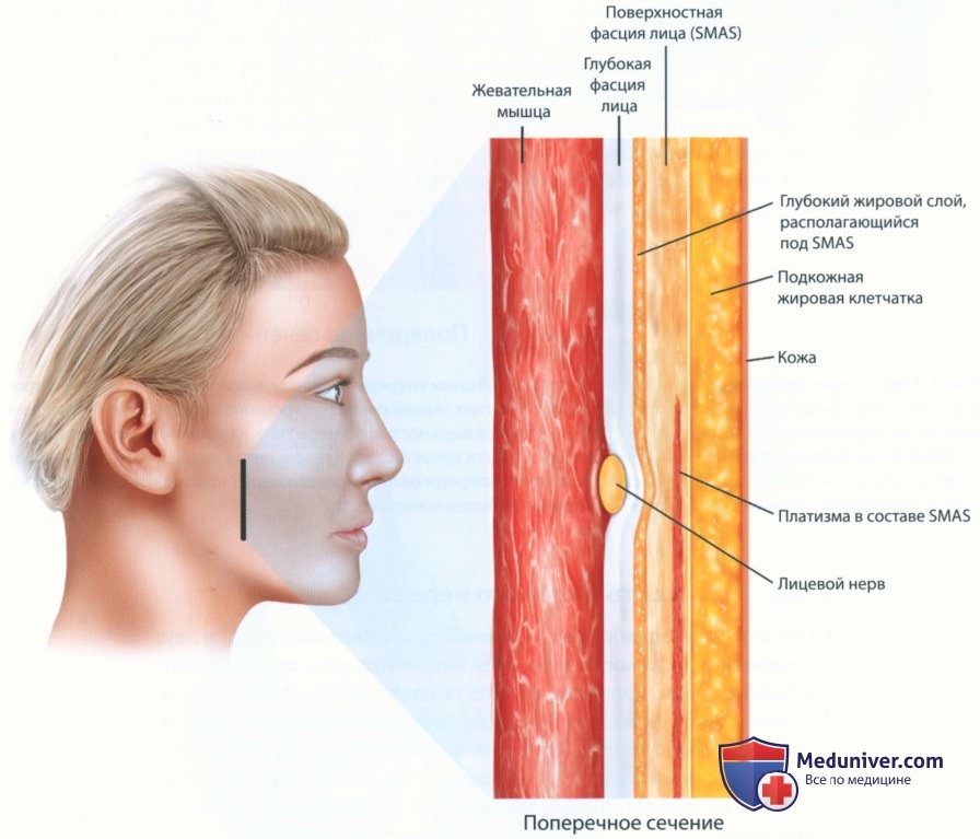 Анатомия мягких тканей лица