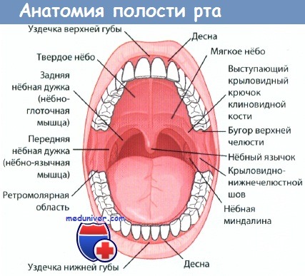 Анатомия полости рта и миндалин