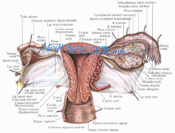 Физиология женской матки