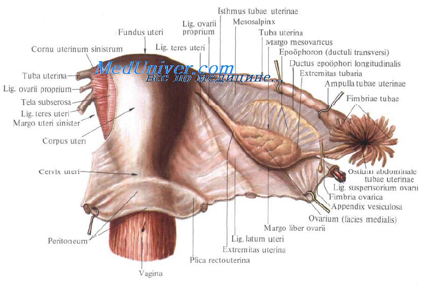 Маточная труба анатомия 17