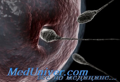 исследование сперматозоидов