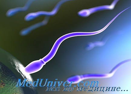 обследование спермы