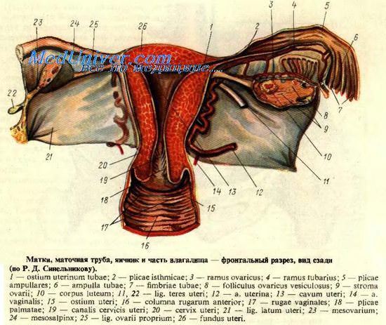Хирургическая анатомия маточной трубы