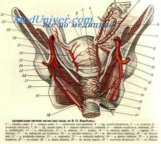 Артериальная система матки