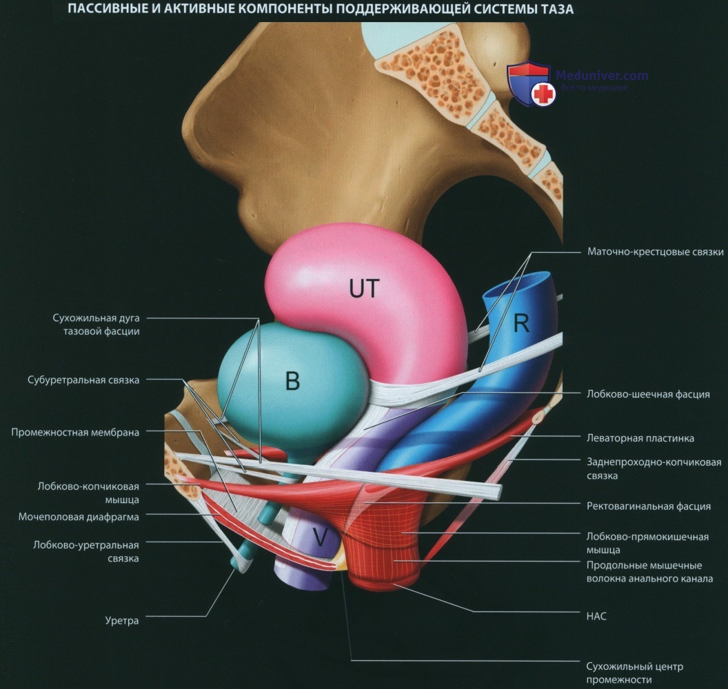 Функциональная анатомия тазового дна женщины