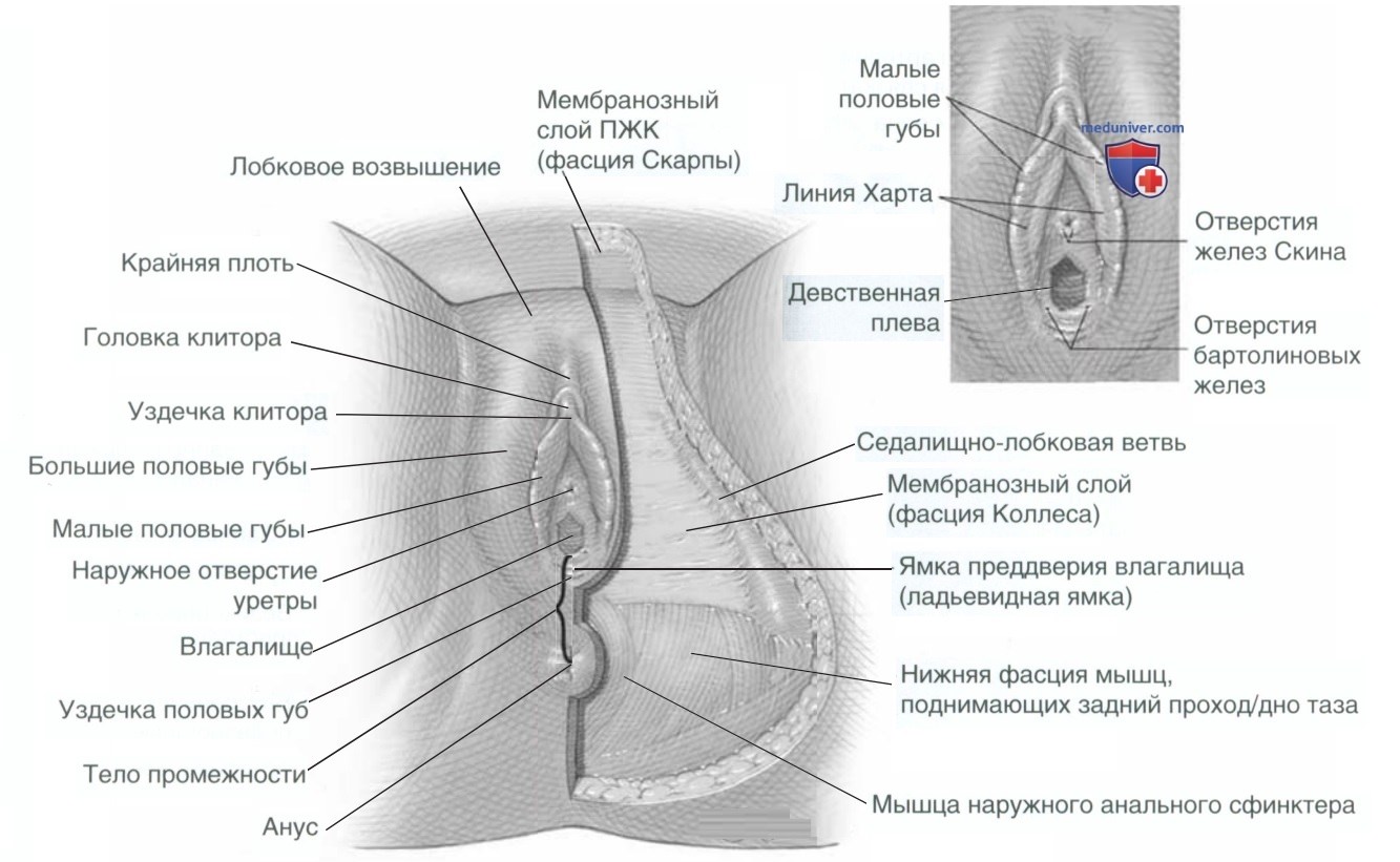 Наружные половые органы (вульва) - кратко с точки зрения гинекологии