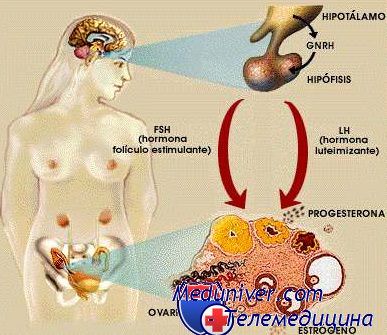 женские гормоны и организм