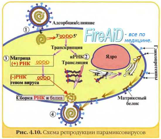 Типы инфицирования клеток вирусами. Репродуктивный цикл вирусов. Основные этапы репродукции вирусов. Адсорбция вириона к клетке.