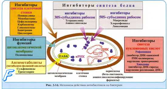 Ванкомицин. Циклосерин. Свойства и спектр действия ванкомицина и циклосерина.