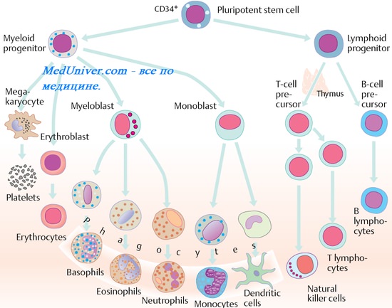 Иммуномодуляторы. Основные группы иммуномодуляторов. Эндогенные иммуномодуляторы. Экзогенные иммуномодуляторы