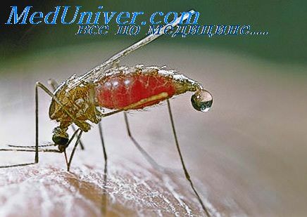 шизонтная малярия