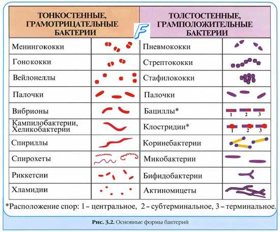 Принципы таксономии микроорганизмов. Принципы номенклатуры микроорганизмов. Категории таксономической иерархии. Названия таксонов у микроорганизмов.