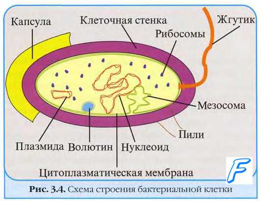 Микроворсинки бактерий. Фимбрии бактерий. F-пили ( секс-пили ) бактерии. Клеточная оболочка бактерий. Гликокаликс.