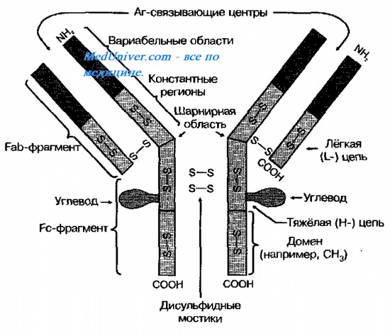 Антитела ( Ат ). Строение антител. Структура антител. Функционирование антител. Как устроено антитело?