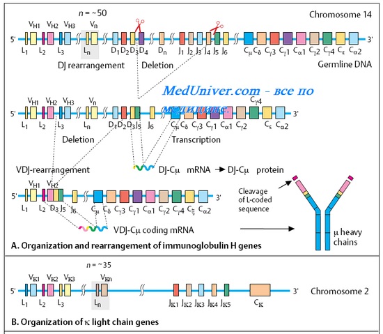 Генерация разнообразия антител. Аллотипы. Аллотипические отличия антител. Изотипы иммуноглобулинов ( антител ). Идиотипы антител