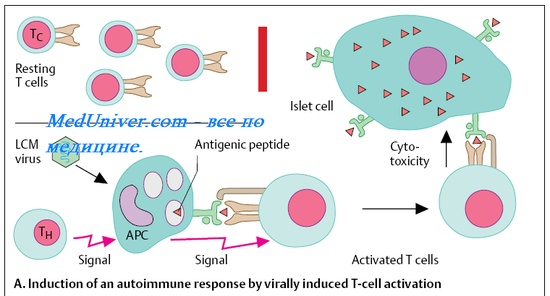 Клеточные иммунные реакции при вирусных инфекциях. Иммунный ответ при бактериальных инфекциях